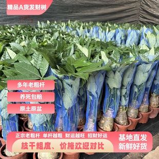 �����ϴ֗U�lؔ��֘��ΗU�Ϙ���ؔ�҃ȴ�̖���Ԕ[�Gֲ�����B