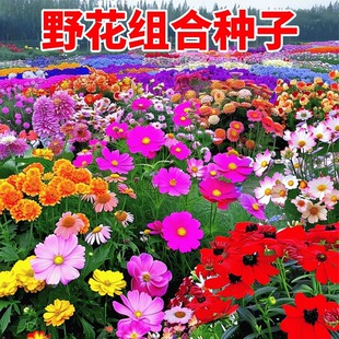Ұ���M�ϷN���ļ��_����˹�ո�ɣ�����N�׻��ͥԺ���⻨�N����