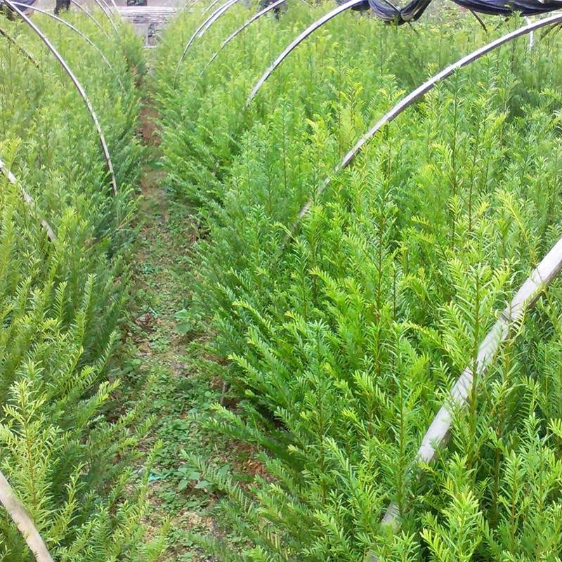 Базовый оптовый Taxus chinensis var. Саженцы Mairei в горшках