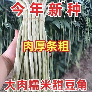 ���óԴ���Ŵ���𶹽ǷN�Ӱ��L���Ǵ����ﲥ�����L�����׷N�߲���