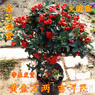 �𼬘����Լ�����辰�M�ütֲ���^���Gֲ�̨ͥԺ�_���Y��Сֲ��