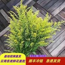 黄莺配花配草配叶真花批发云南昆明基地批发花店团购供货摆地摊