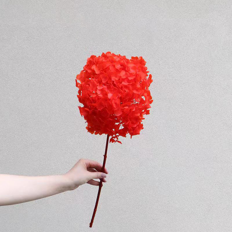 Flores de inmortalidad rojas decoración de boda flores secas de Año Nuevo para dar la bienvenida a los huéspedes frijoles de dragón grasa colgando arroz al por mayor