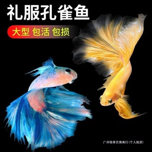 �ͻ���B���N�^�p�Pβ�Ꭷ�^�p�~��ȸ�~С�����BС�~�~����~��ˮ