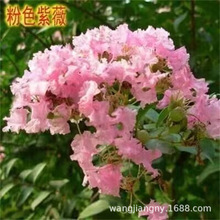 紫薇花树苗木 盆栽百日红老桩大苗庭院别墅花卉 四季开花园林绿化