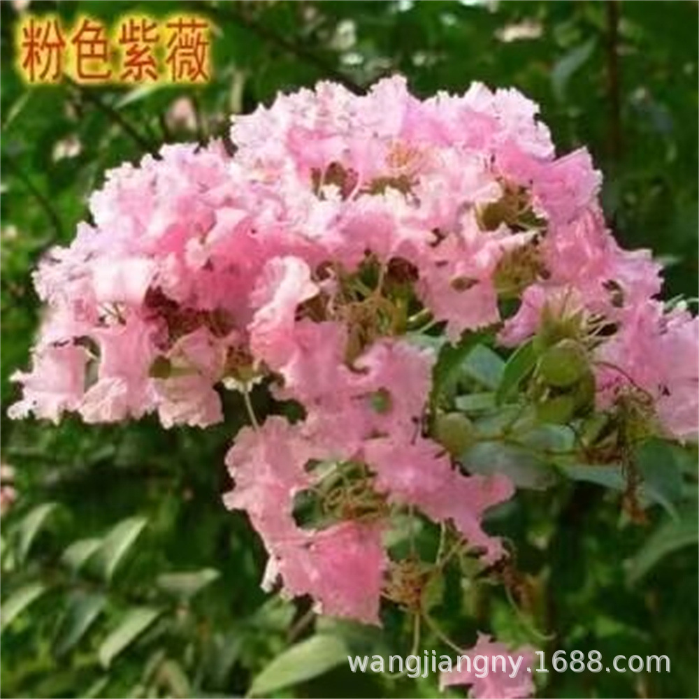 紫薇花树苗木 盆栽百日红老桩大苗庭院别墅花卉 四季开花园林绿化