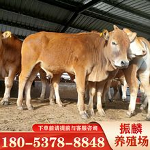 江西吉安市改良魯西黃牛牛犢 肉牛犢養殖場3-4個月肉牛犢表