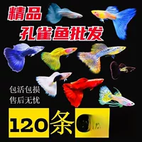 热带淡水鱼孔雀鱼活体批发 | 1688包活到家