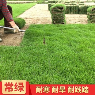 Wholesale Greening Turf Project Real Lawn with Soil All Year Round Evergreen Taiwan Grass Manila Courtyard Garden House