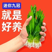 迷你九冠水草养鱼造景植物细叶铁大叶鱼缸新手懒人活体淡水榕阴性