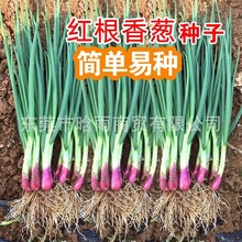 红根小香葱籽红皮香葱种籽四季小香葱种子春季秋季蔬菜种孑四季