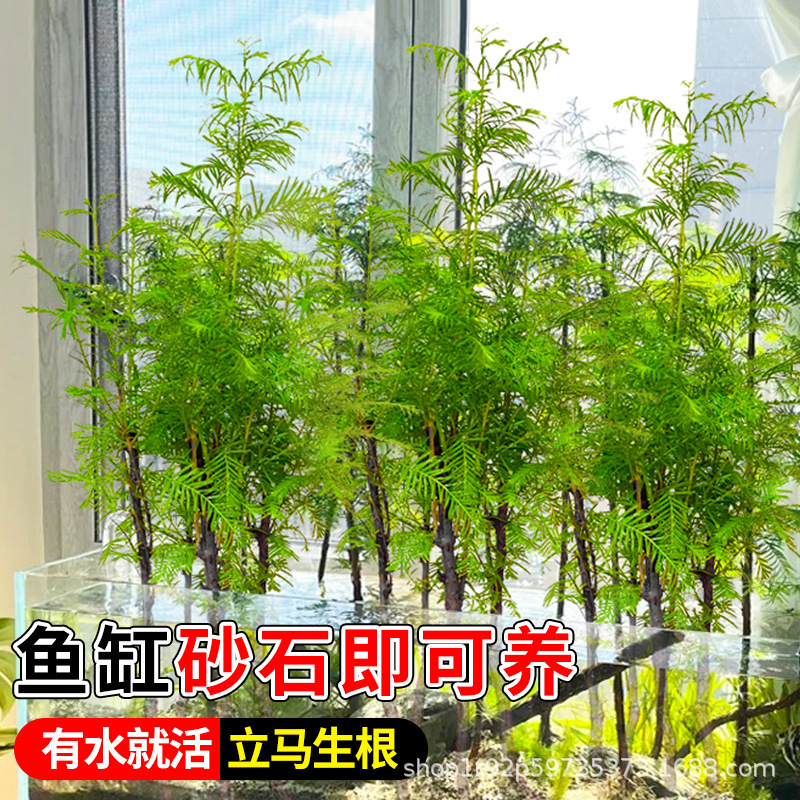 Metasequoia Saplings Hydroponic Fish Tank Landscaping Greening Project Garden Courtyard Tree Riverside Planting Project Greening Metasequoia Saplings Metasequoia Saplings Hydroponic Fish Tank Landscaping Greening Project Garden Courtyard Tree Riverside Planting Project Greening Metasequoia Saplings