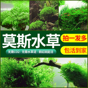 Ī˹ˮ��ֲ��ǰ�����w���ˮ��䁵�ɺ��Ī˹�������B�^�p�~���쾰