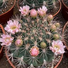 ��������������������򏊴̌��_������ֲ����w���ܿ���҃�