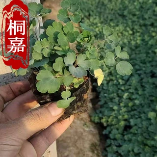 山东基地供应宿根花卉用苗耧斗菜 批发大花耧斗菜