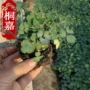 山东基地大花宿根耧斗菜