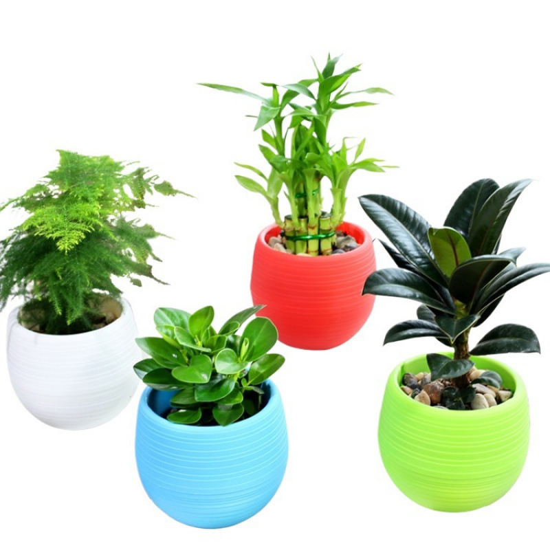 Money Tree, Gardenia, Asparagus Fern, Pothos, Aloe Vera, Office Air Purifying Green Plants, Desktop Flowers, Hydroponic Plants Money Tree, Gardenia, Asparagus Fern, Pothos, Aloe Vera, Office Air Purifying Green Plants, Desktop Flowers, Hydroponic Plants