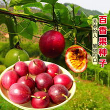 百香果黄金果种籽黄金百香果种子四季春季庭院室内农家水果种籽子