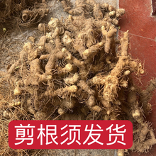 Ұ����eɽ�S�������u�b�S�����S�����S���u�^�໨����