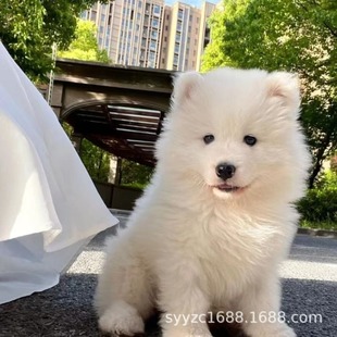 ���N�_ĦҮ��Ȯ���w΢Ц��ʹѩ��Ȯ��ɫ�ɐ���С����Ȯ���ﹷ����