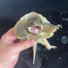 ���𱬴̷��{С�{������˻�������ʳ���{�~����������{������