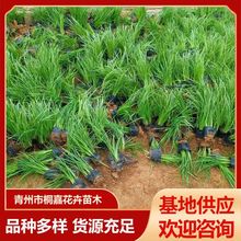 ���ع����G���R�m�� �^�p��ˮ��ֲ�ﻨ��ͥԺ�ͺ��ͺ��G��