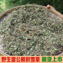 新鲜雷公根晒干崩大碗500克包邮积雪草灯盏草批发精品