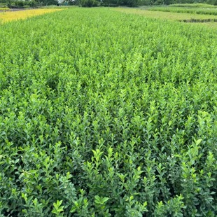 Small-Leaf Climbing Vine Plant, Evergreen All Year Round, Suitable for Balcony and Courtyard, Wall Climbing Greenery, Cold-Resistant Spiraea