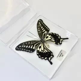 树脂工艺品;钥匙扣及钥匙扣配件;标本