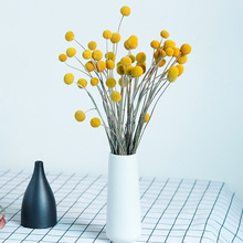 干花黄金球 云南干花花束小球 黄金球干花 金槌花小花束配材