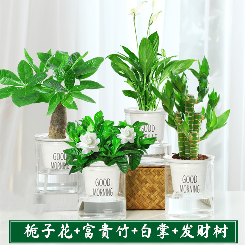 [핫아이템] 흰야자 + 행운죽 + 치자나무 + 돈나무 + 영양액