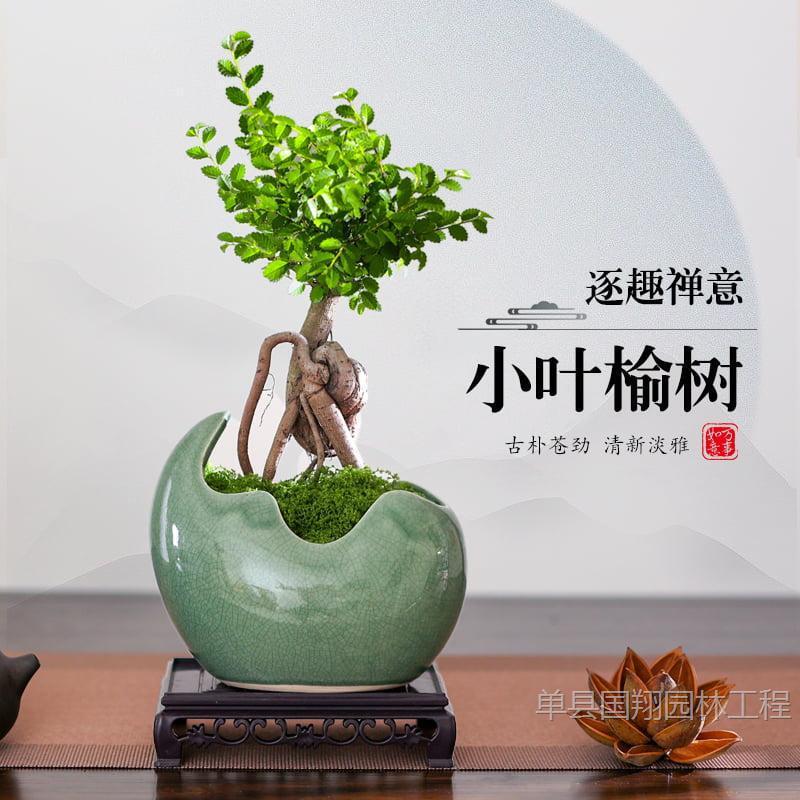Small Leaf Elm Bonsai Root-Raised Potted Plant Office Desktop Coffee Table Green Plant Evergreen All Year Round Lazy Plant