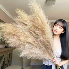 �羳��R�dins�L������Ȕ����˹�ݷՇ������b����柟���JȔ