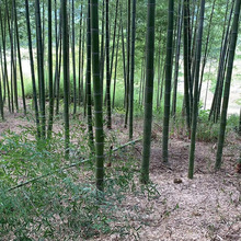 �������l���Ә�����Ƥ������@����Ʒ�N����ͥԺ�G��������