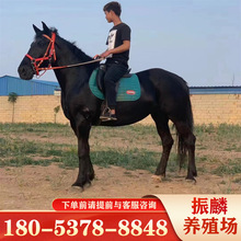 純黑色高頭大馬半血馬活體純血馬馬駒價格汗血馬阿拉伯馬種馬出售