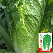 ������ײ˰ײ˷N�Ѷ���35���ﲥ�N�Ӱ��Įa�ش��ͺ��̓���Խ��