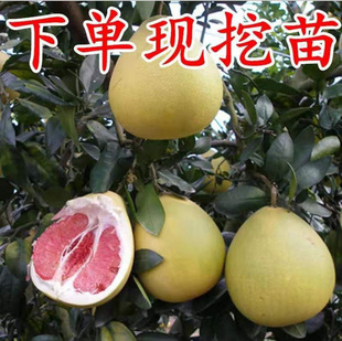 ���Ә���޽Ӽt������ռ�ع������Ե����ļ�ͥԺ�����箔��Y��