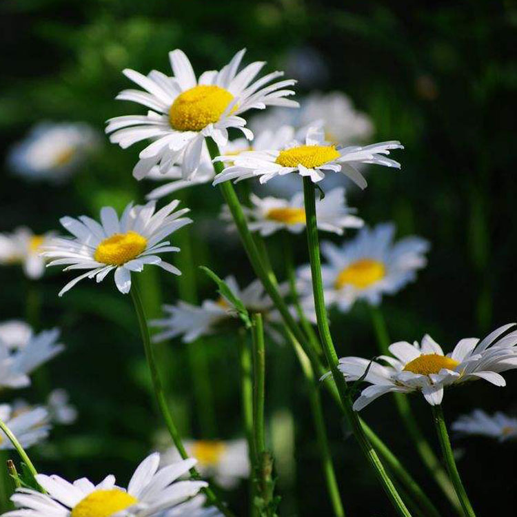 �����㾫���ɻ��㾫��Ұ�ջ��㾫���ջ����㾫