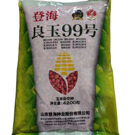 登海良玉99国审玉米种子红轴抗新鲜正品半马齿黄粒
