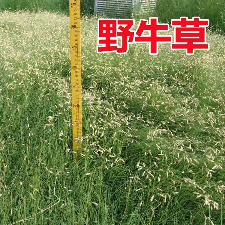 Производители оптовых семян бизона семена газона Озеленение и защита склонов