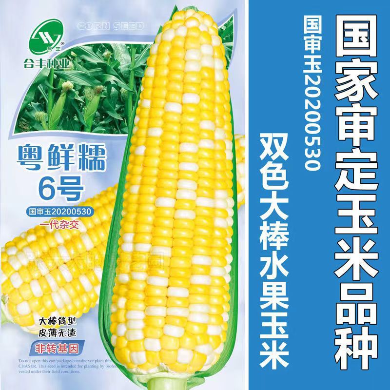 Yuexiannuo No.6 National Approved Corn Seeds Sweet Tender Juicy Dual-Color Sweet Corn Seeds Early Maturing Large Ear Corn
