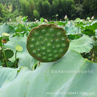 Wholesale Wholesale of Space Lotus No. 36 Fresh Fruit Lotus Seed Seedlings Red Flower Concave Lotus Root Seedlings Are Not Easy to Degrade