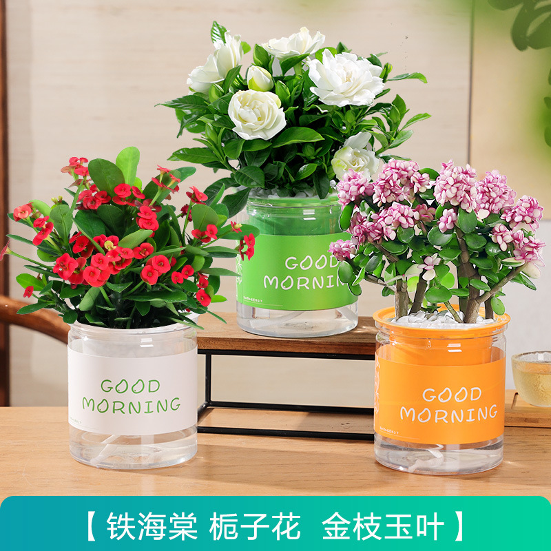 [특별 제공 화분 3개] 치자나무 + 철베고니아 + 황금가지