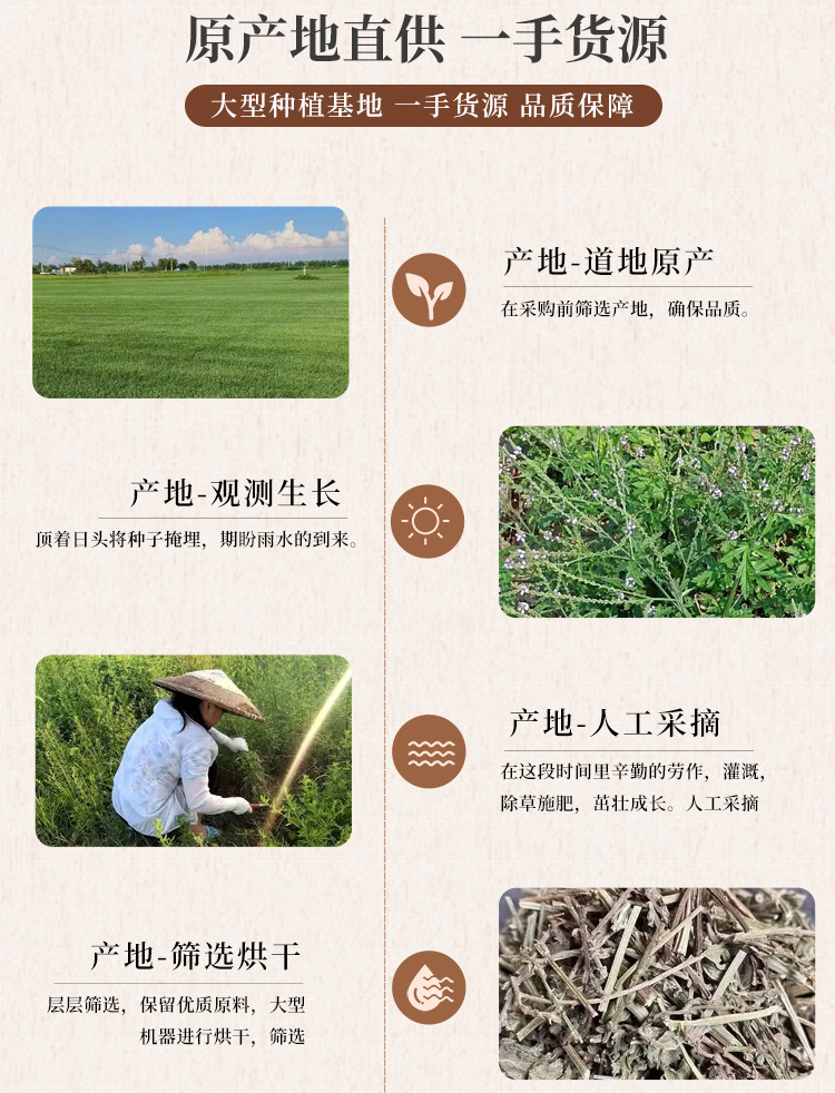 Horsetail Herb Powder Ma Wei Cao 500g Fine Botanical Powder for Tea and Herbal Blends quality and texture