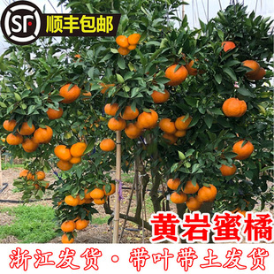 Huangyan Seedless Tangerine Seedlings, Grafted Orange Saplings, Sweet Oranges, Huangyan Tangerine Fruit Saplings, Fruit Trees in the Same Year