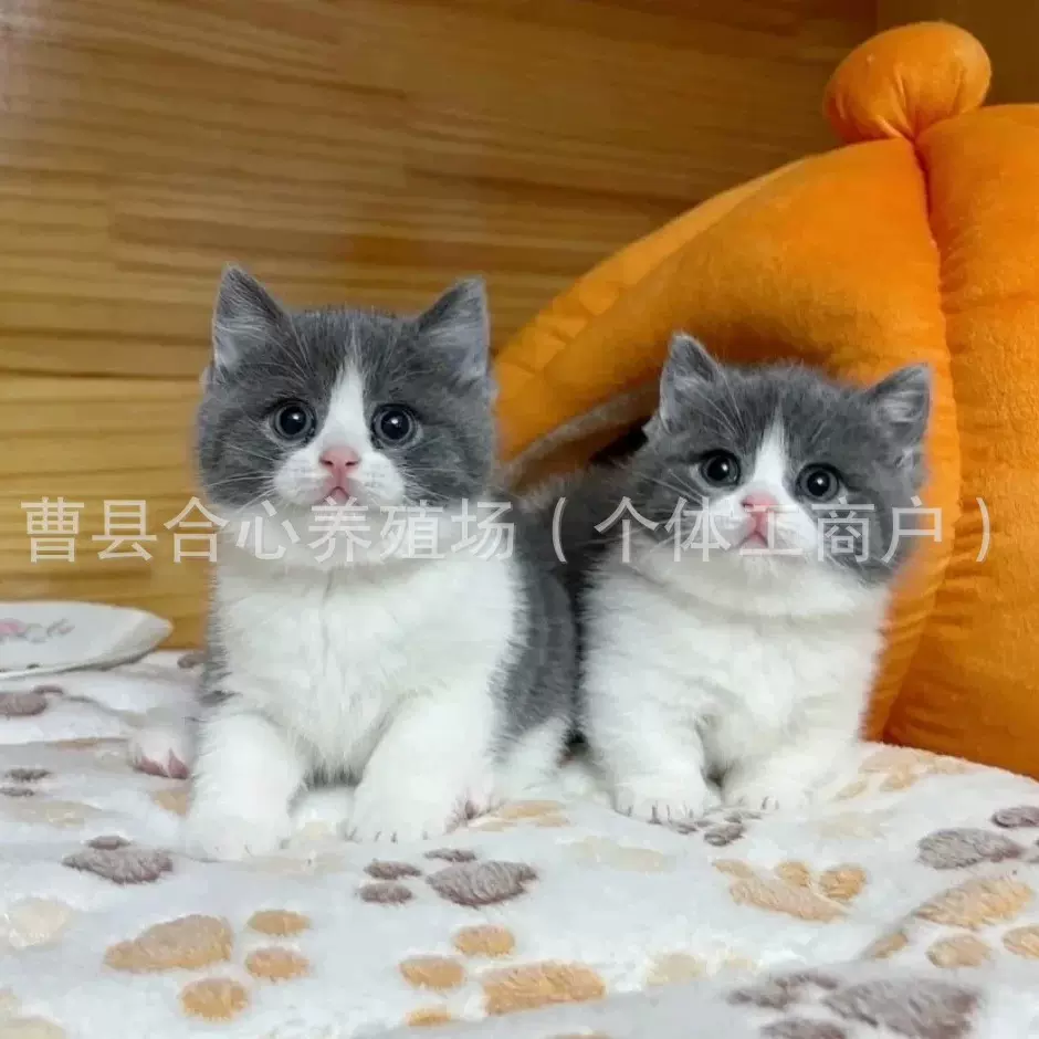 短毛可爱长毛银渐层蓝猫幼猫蓝白金渐层蓝金乳色乳白起司猫咪矮脚