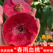 ѪҘ޽¼tͥԺϱϷNֲY