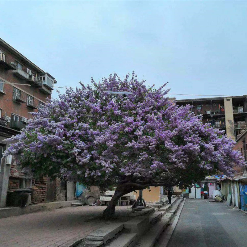 Саженцы сирени, привитые одностебельными сиренями для дворов вилл, ароматные растения для посадки в северных и южных регионах, горшечные взрывные цветы.