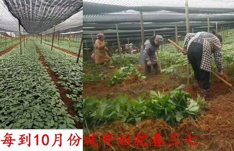 Yunnan Wenshan Sanqi Sliced Notoginseng Tianqi Root Pieces 20 30 Head Dried Cut Slices Can Be Ground to Powder in use