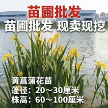 河北黄菖蒲苗水生植物花卉黄鸢尾湿地绿化水栽地栽工程绿化香蒲草